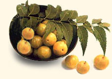 Ayurveda,traditional therapy,tridosha,panchabhootha,Panchakarma,Vamana,Virechana,Vasti,Rakthamoksham